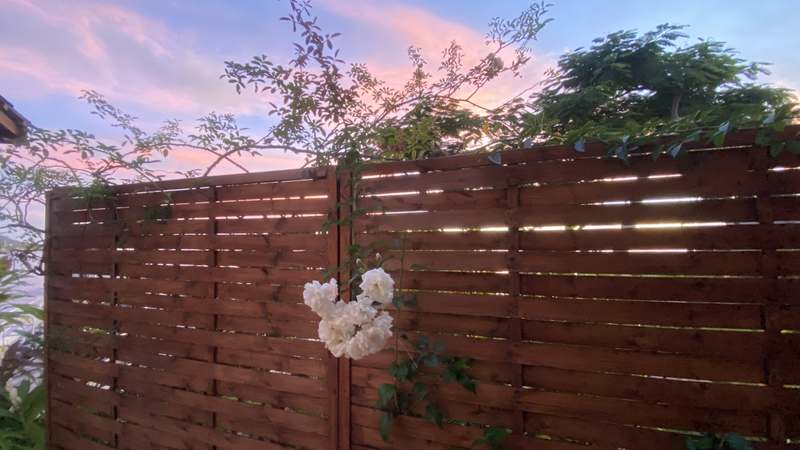 Roses blanches au coucher